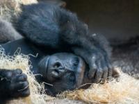 Westlicher Flachlandgorilla